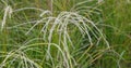 Chinese silver grass Miscanthus sinensis Gnome, plumes